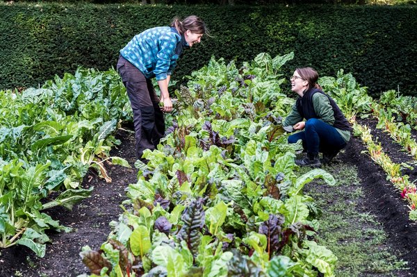 Les secrets de la bouillie bordelaise pour un jardin sain